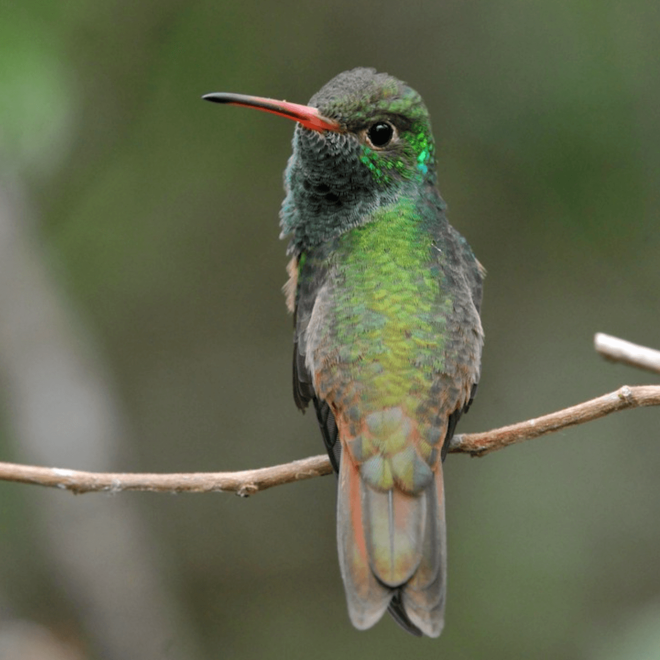 Buff bellied Hummingbird 2