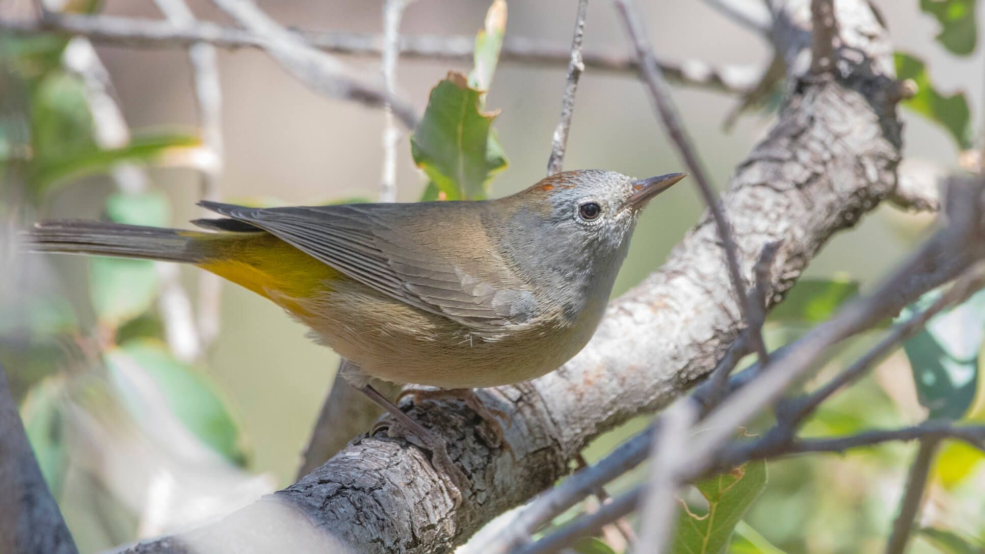 Colima Warbler 3 2