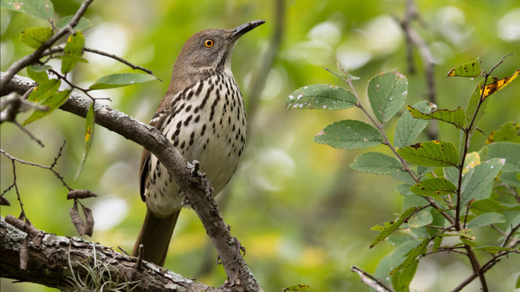 Long billed Thrasher 2