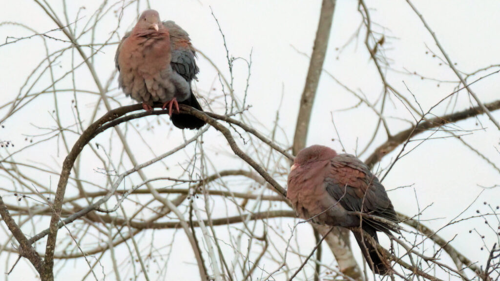 Red billed Pigeons 2