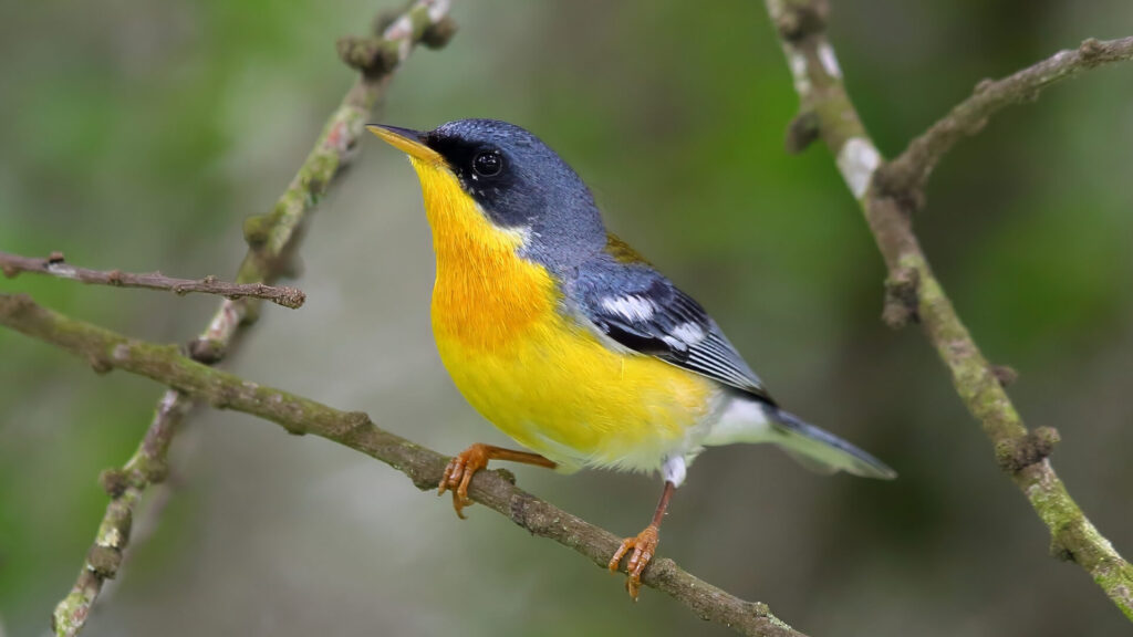 Tropical Parula 3 2