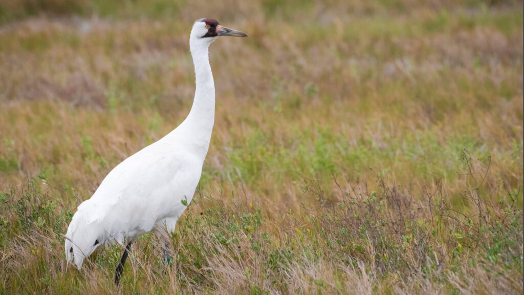 Whooping Crane 2